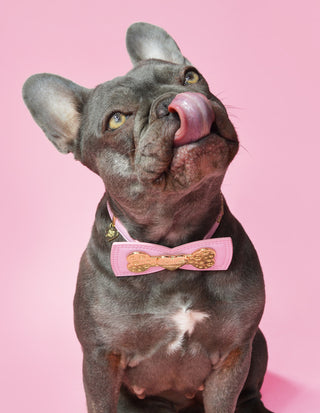 ปลอกคอสุนัข พี.หลุยส์